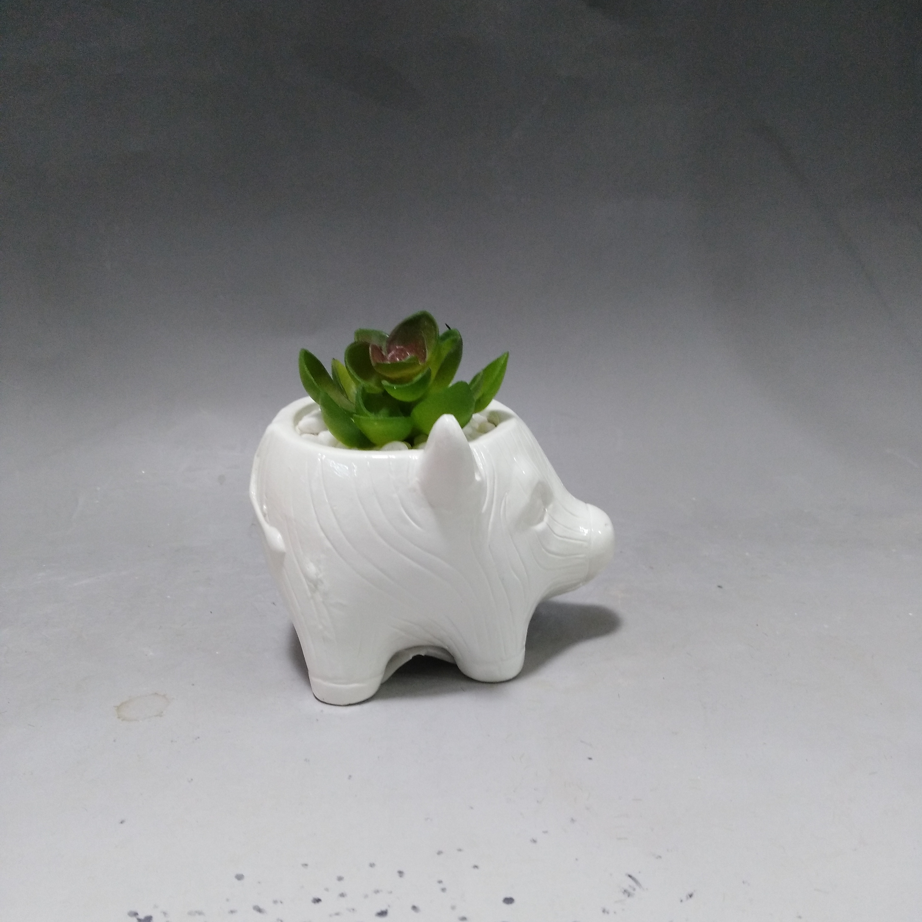 Customization piggy shaped  flower pot mini ceramic plant pot