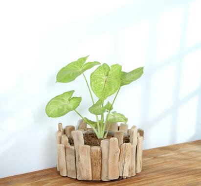 Natural  driftwood planters,driftwood flower basket